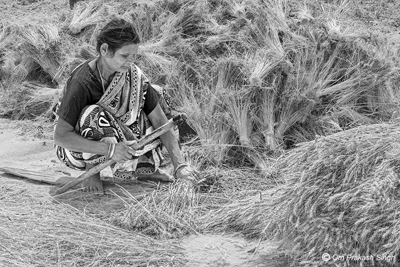 A rural woman beneficiary of Jal Jeevan Mission (JJM) engaged in post-harvest agricultural work in Latehar district, Jharkhand, India